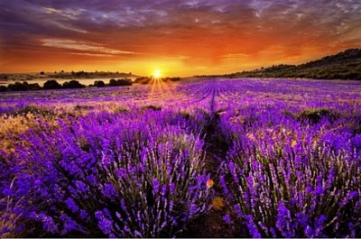 Lavender field